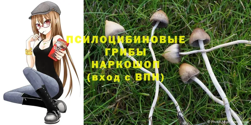 Псилоцибиновые грибы Cubensis  купить наркоту  Балашов 